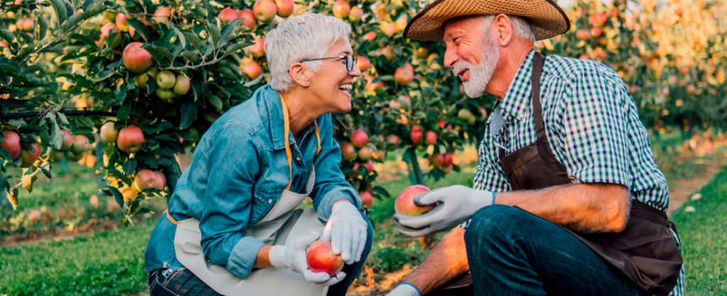 Pareja trabajando en el campo recogiendo frutas y charlando